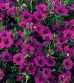 Петуния гибридная Виолет дреам